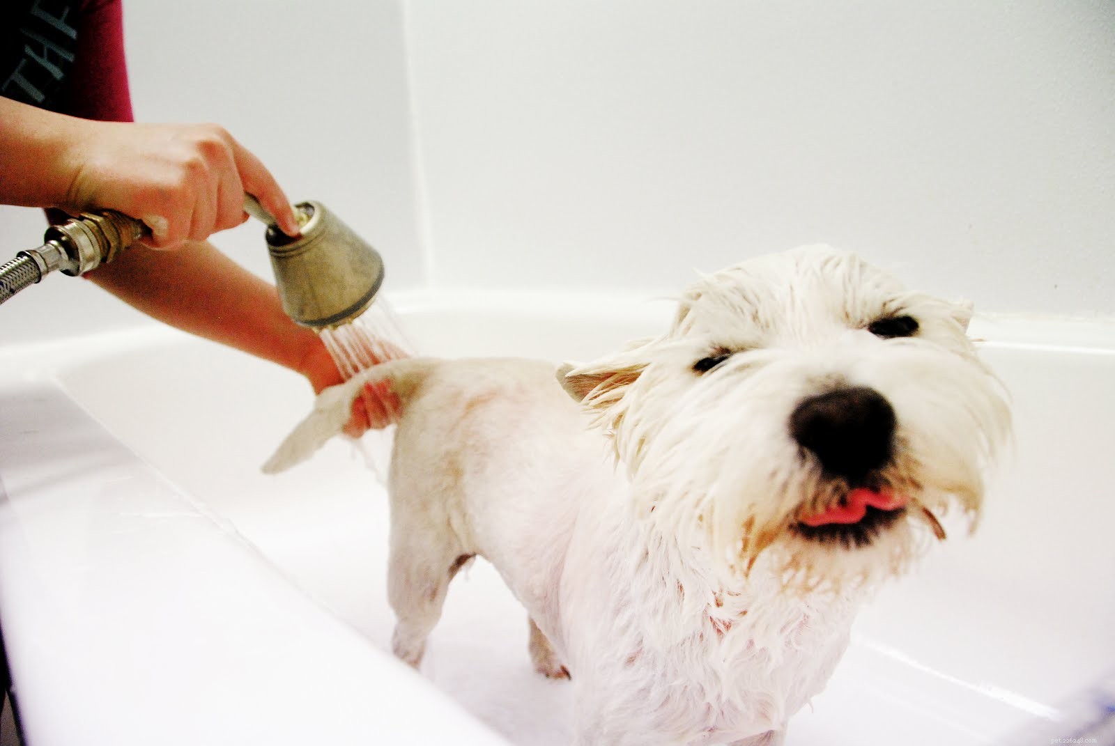 Home Grooming Made Simple: Expert Tips for a Healthy, Stylish Dog