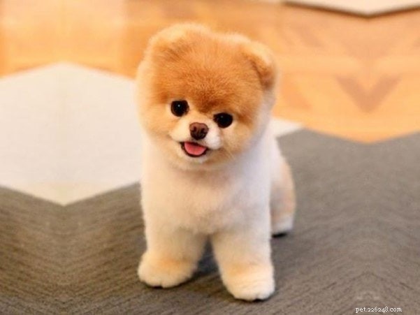 Home Grooming Made Simple: Expert Tips for a Healthy, Stylish Dog