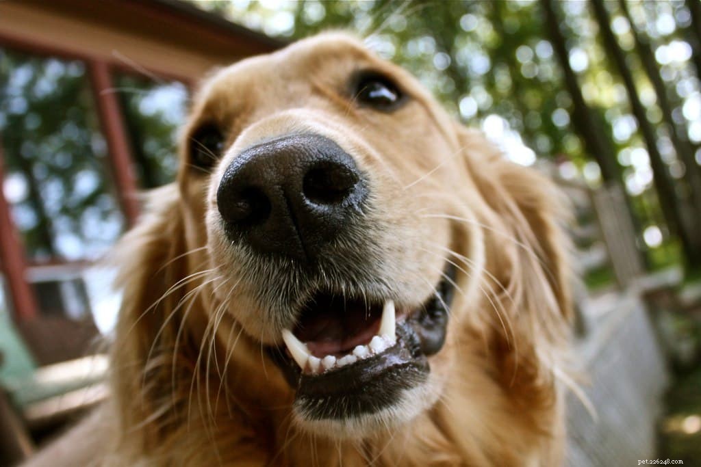 Home Grooming Made Simple: Expert Tips for a Healthy, Stylish Dog