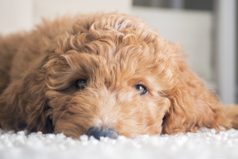 Choosing the Perfect Dog: Key Factors for Successful Adoption