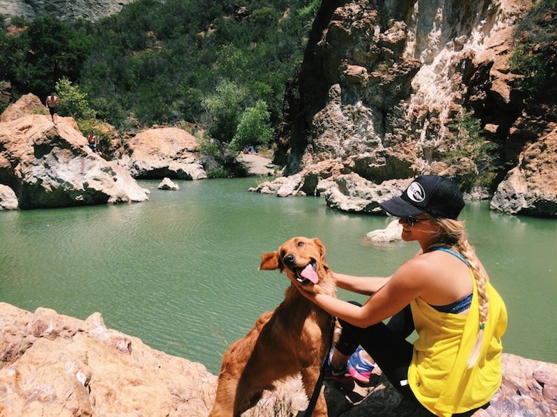 Choosing the Perfect Dog: Key Factors for Successful Adoption