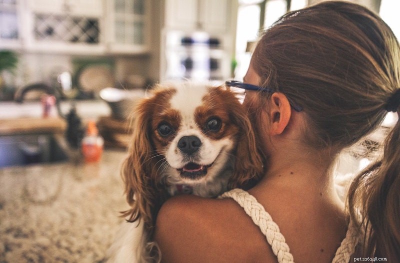 Choosing the Perfect Dog: Key Factors for Successful Adoption