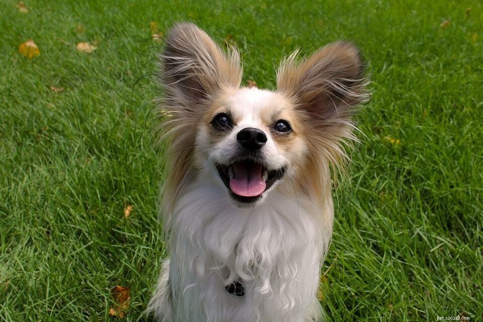 Launch a Dog Park in Your Community: Proven Steps