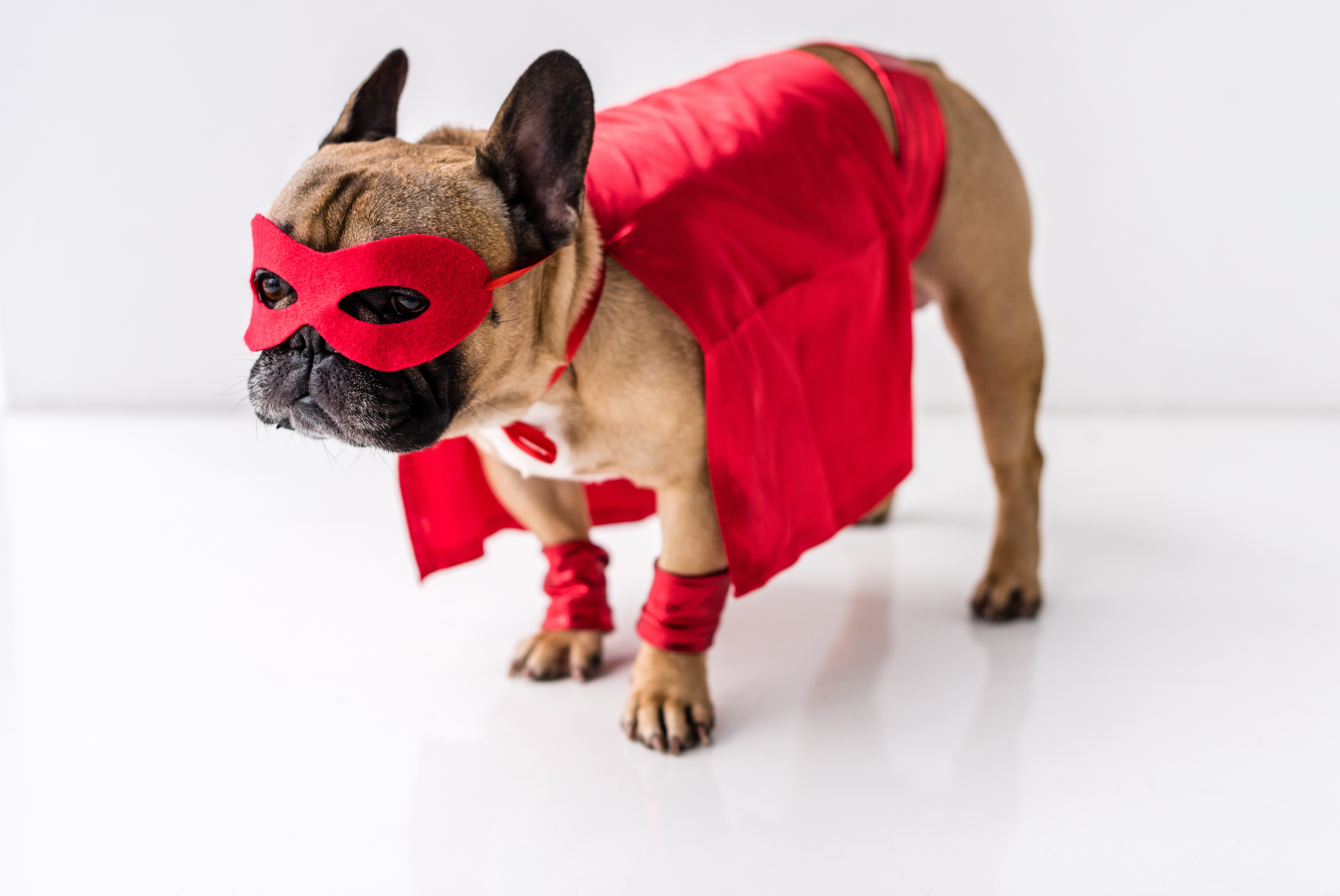 Cute & Safe Pet Halloween Costumes Everyone Will Love