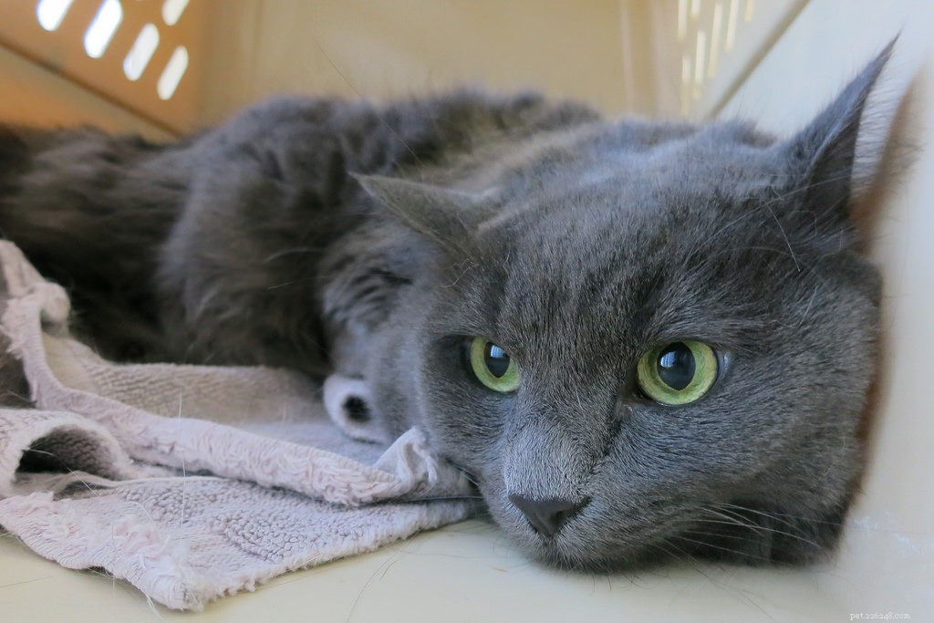 Move With Your Pet: Expert Tips for a Stress‑Free Transition