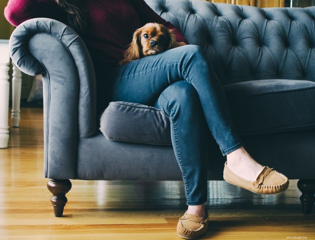 Top 6 Dog Training Tips to Strengthen Your Bond