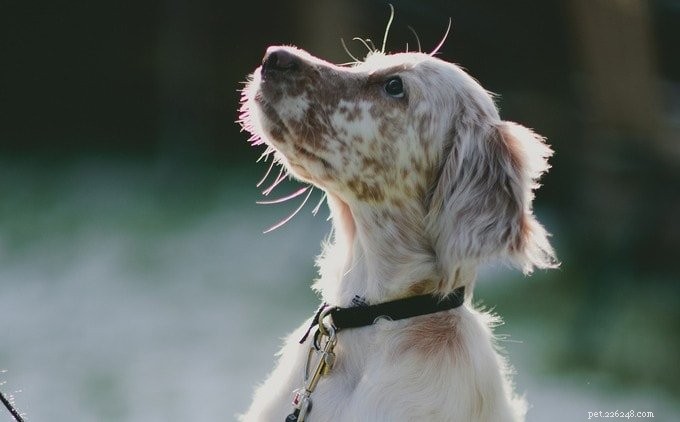 Top 6 Dog Training Tips to Strengthen Your Bond