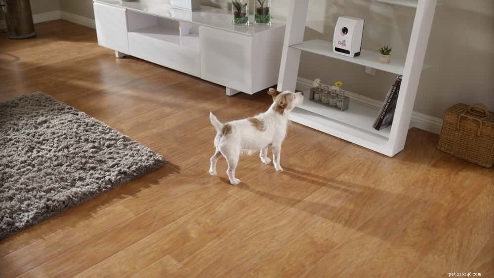 Top Pet Cameras: Monitor and Interact with Your Furry Friends Anytime