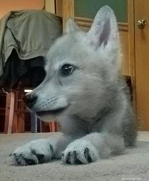 How Fresh Dog Food Supports Wolves at Lakota Preserve