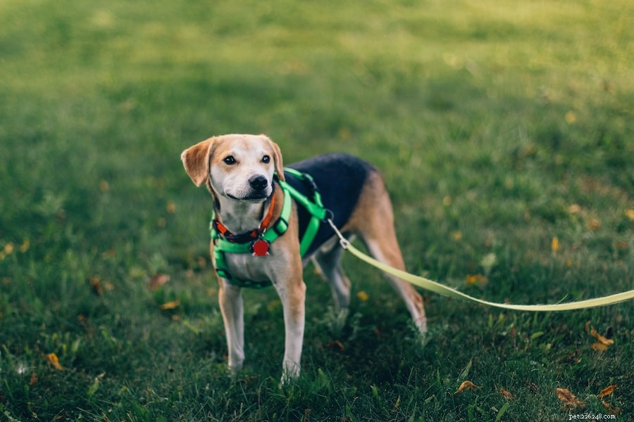 Understanding Why Dogs Eat Grass and How to Stop It