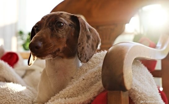 Overcoming Your Pet s Major Fears: A Guide to Calm Fireworks, Crowds, and More