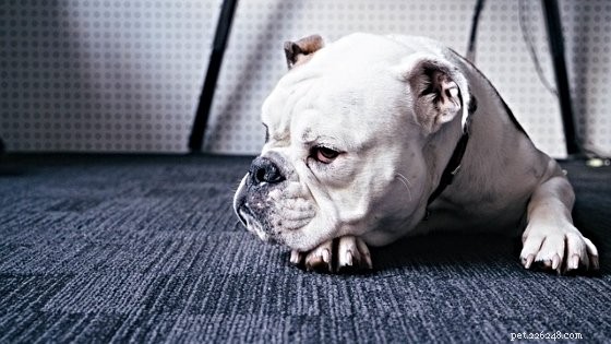 Overcoming Your Pet s Major Fears: A Guide to Calm Fireworks, Crowds, and More