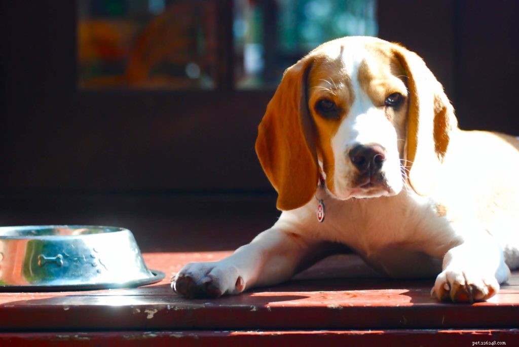 Keep Your Pet Cool & Hydrated This Summer: 5 Proven Strategies