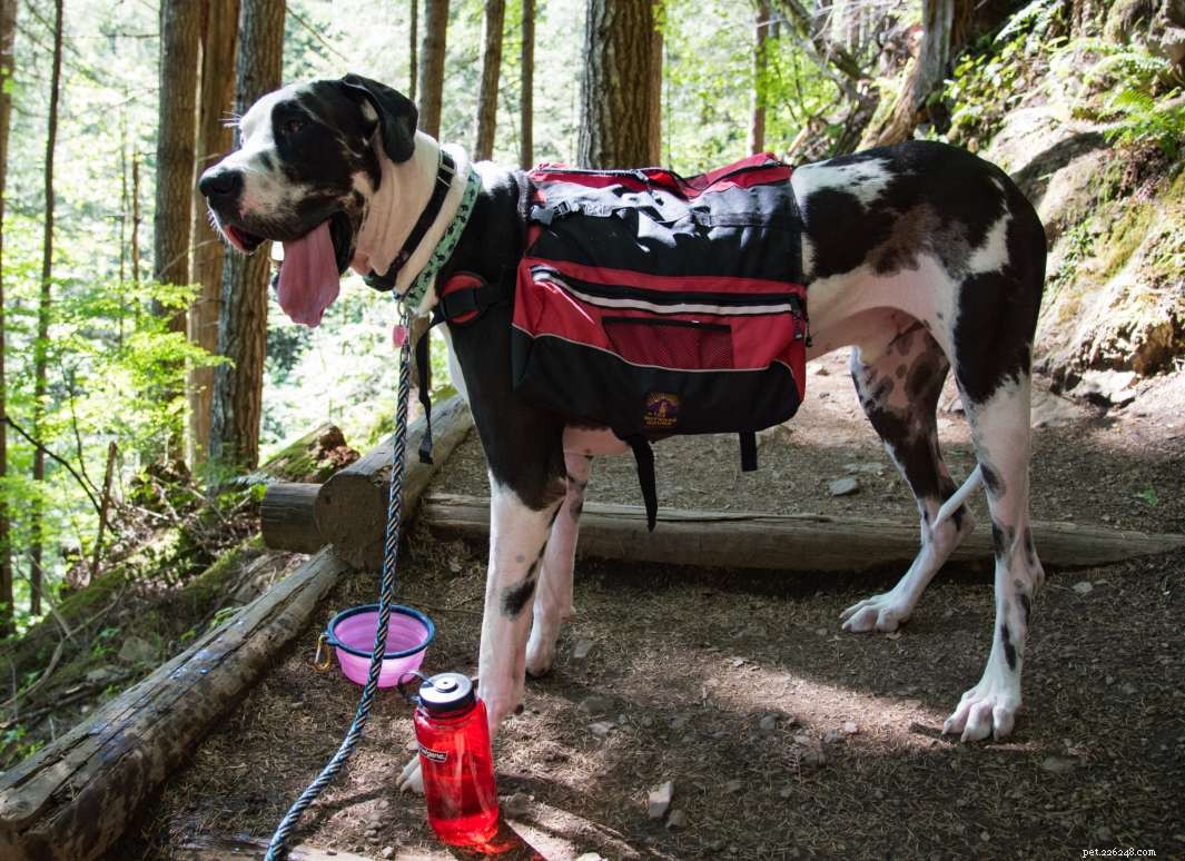 Keep Your Pet Cool & Hydrated This Summer: 5 Proven Strategies