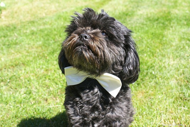 5 Charming Ways to Feature Your Pet at Your Wedding
