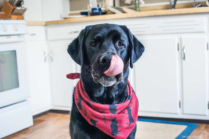 Are Trending Human Food Trends Safe for Dogs? Expert Veterinary Advice