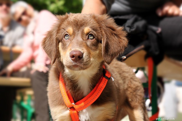 Expert Guide: How to Walk Your Dog Properly for Health & Happiness