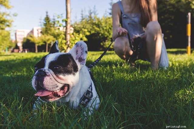 Expert Guide: How to Walk Your Dog Properly for Health & Happiness