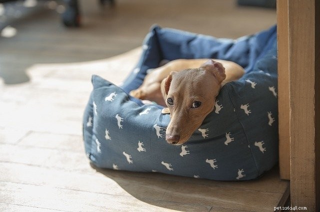 Declutter Your Pet’s Space with Marie Kondo’s KonMari Method