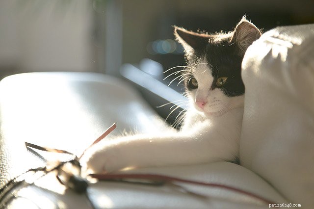 Declutter Your Pet’s Space with Marie Kondo’s KonMari Method