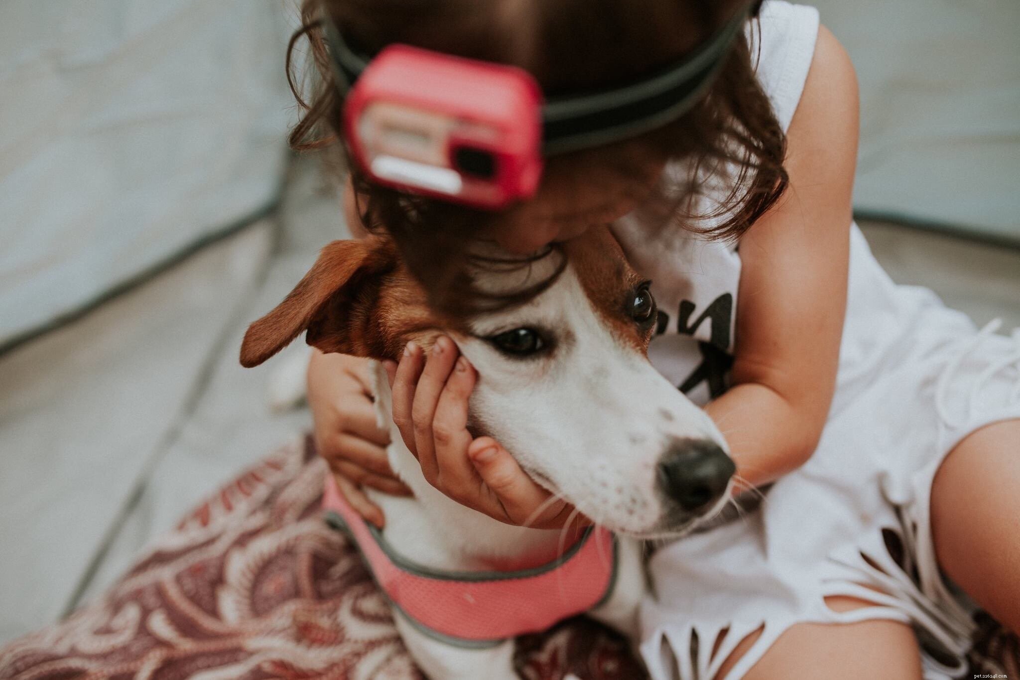 Declutter Your Pet’s Space with Marie Kondo’s KonMari Method