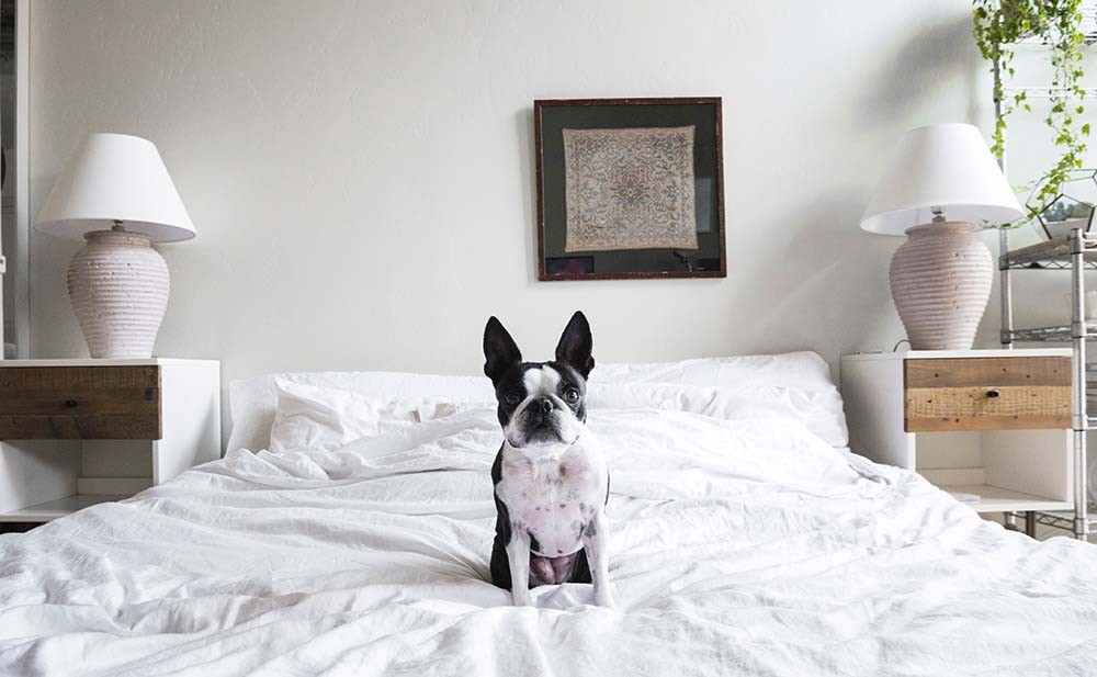 Declutter Your Pet’s Space with Marie Kondo’s KonMari Method