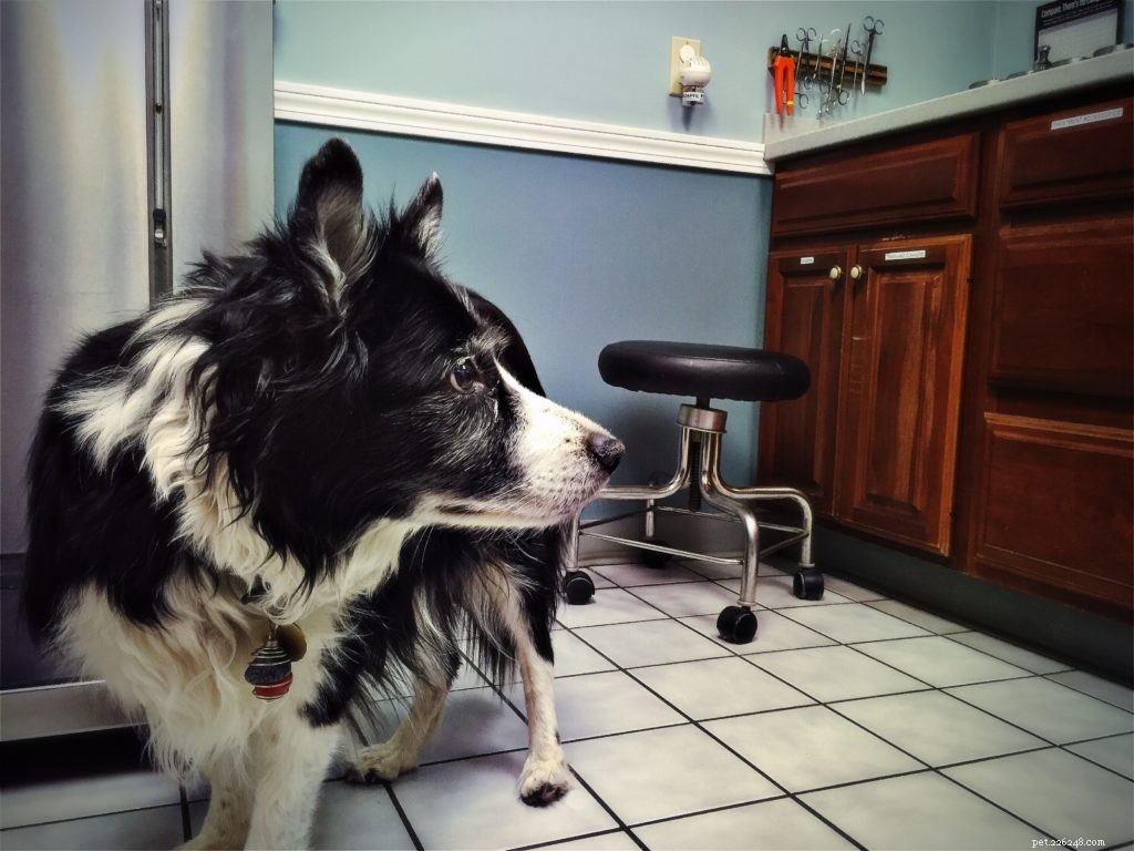 Understanding and Treating Your Pet’s Digestive Issues: Signs, Causes, and Solutions