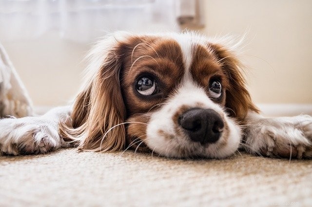 Understanding and Treating Your Pet’s Digestive Issues: Signs, Causes, and Solutions