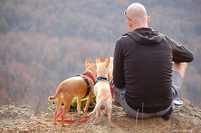 America’s Premier Dog-Friendly National Parks