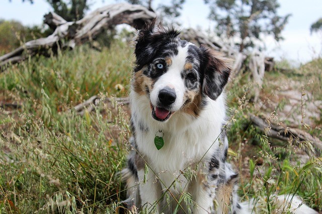America’s Premier Dog-Friendly National Parks