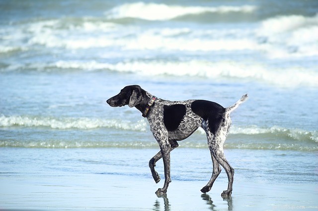 America’s Premier Dog-Friendly National Parks