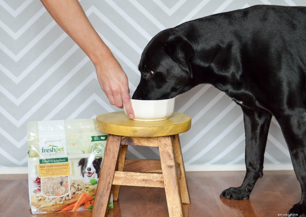 Unforgettable Holiday Gifts for Your Pets: Top 7 Unique Picks