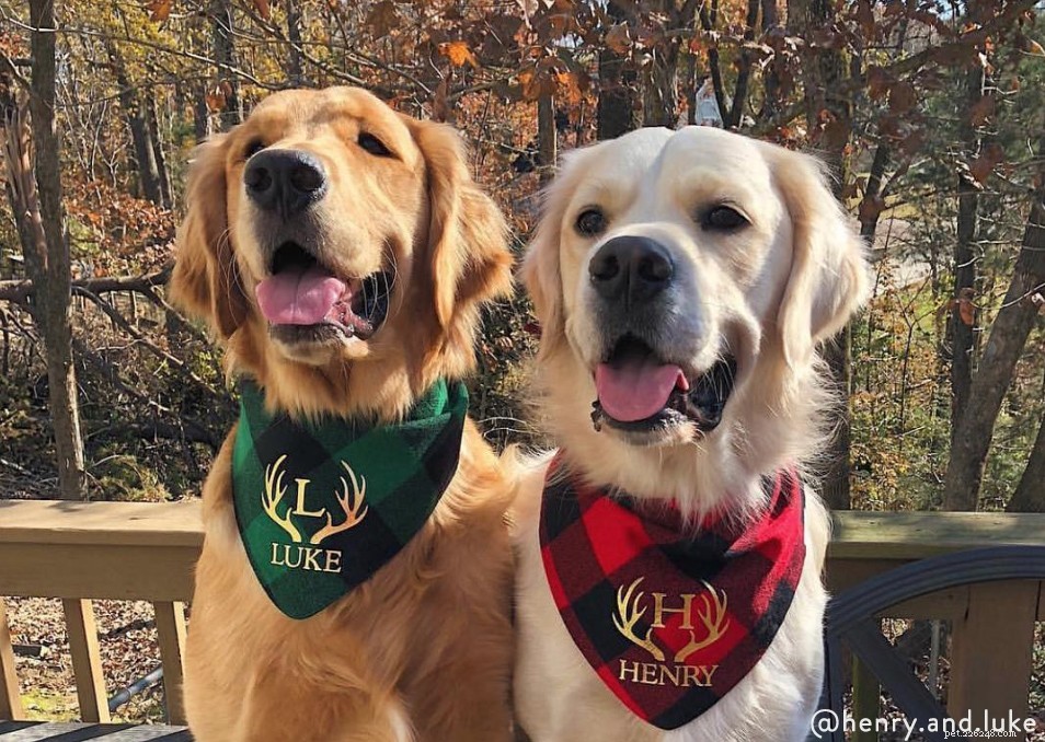 Celebrate December in Style: 5 Pet-Friendly Holiday Outfits & Matching PJs