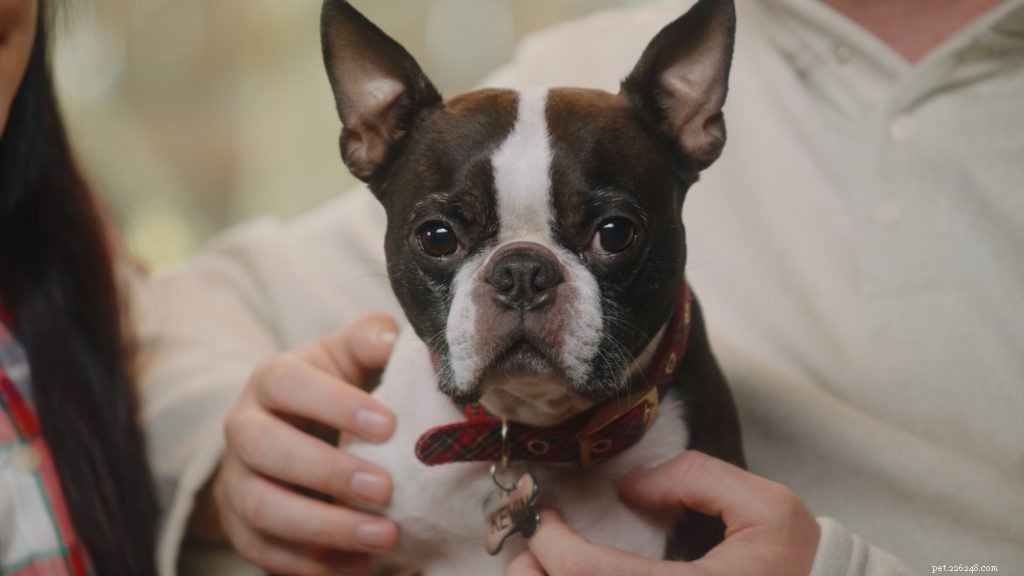 Pet Parents Go the Extra Mile to Delight Their Dog This Christmas