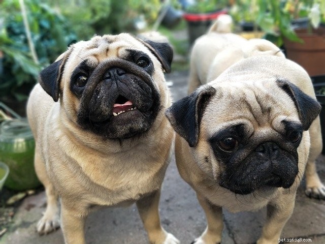 5 Proven Tricks for Easy and Stress‑Free Dog Medication