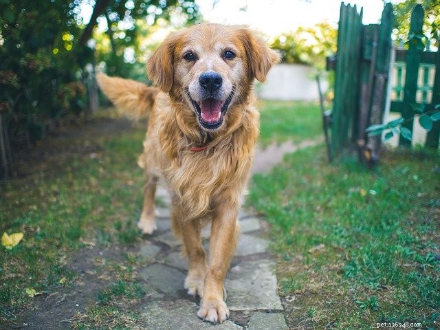 5 Proven Tricks for Easy and Stress‑Free Dog Medication