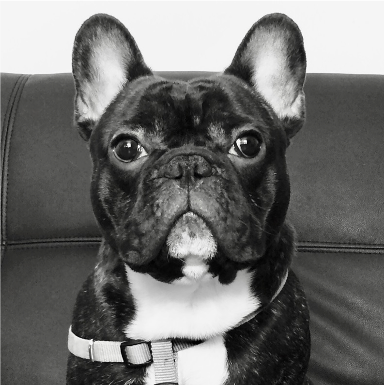 8 Heartfelt Ways to Show Your Pet Love – Featuring Exclusive Pet Portrait Tattoos