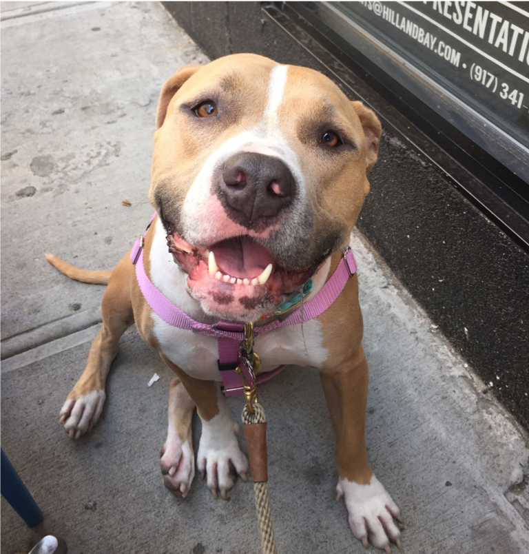 8 Heartfelt Ways to Show Your Pet Love – Featuring Exclusive Pet Portrait Tattoos