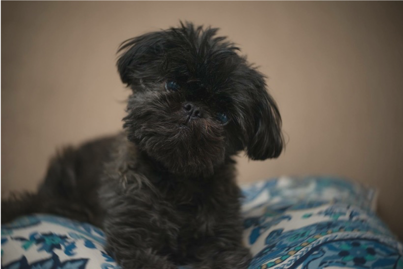 8 Heartfelt Ways to Show Your Pet Love – Featuring Exclusive Pet Portrait Tattoos