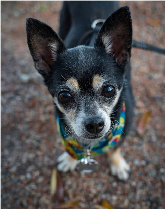 8 Heartfelt Ways to Show Your Pet Love – Featuring Exclusive Pet Portrait Tattoos