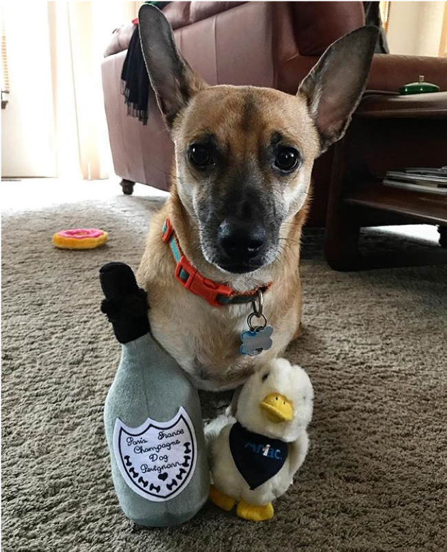 8 Heartfelt Ways to Show Your Pet Love – Featuring Exclusive Pet Portrait Tattoos