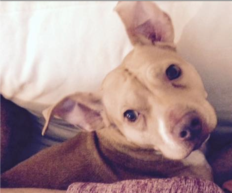 8 Heartfelt Ways to Show Your Pet Love – Featuring Exclusive Pet Portrait Tattoos