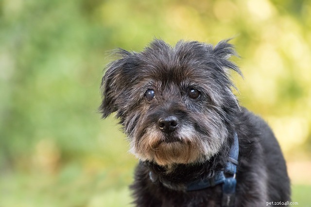 7 Essential Signs Your Pet Needs a New Food