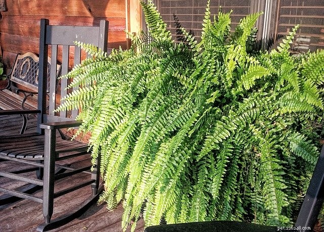 Safe Houseplants for Pets: 8 Curated Choices & Trusted Buying Sources