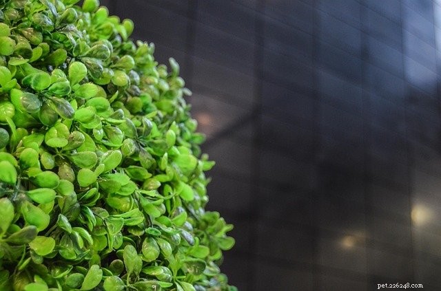 Safe Houseplants for Pets: 8 Curated Choices & Trusted Buying Sources