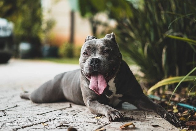 Safe Houseplants for Pets: 8 Curated Choices & Trusted Buying Sources