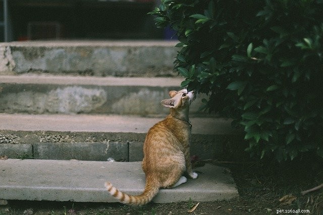 Safe Houseplants for Pets: 8 Curated Choices & Trusted Buying Sources