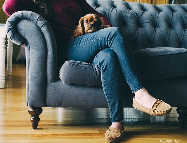 15 Common Habits Every Dedicated Pet Owner Admits to