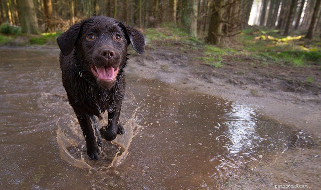 Top 5 U.S. Hiking Trails Perfect for Your Dog