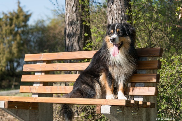 Top 5 U.S. Hiking Trails Perfect for Your Dog